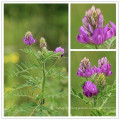 Dried Milkvetch,Radix astragali,Astragalus membranaceus,mongholicus,chrysopterus,floridus,tongulensis,tibetanus